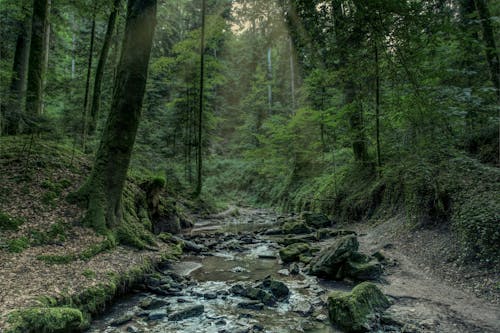 Základová fotografie zdarma na téma fotografie přírody, les, malebný