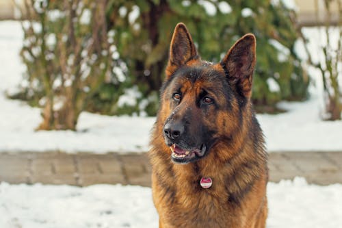 Free stock photo of animal, dog, german shepherd