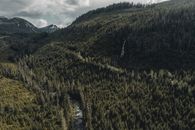Free stock photo of conifer, cropland, dawn
