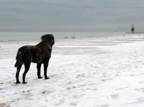 Dog on Snow on Beach