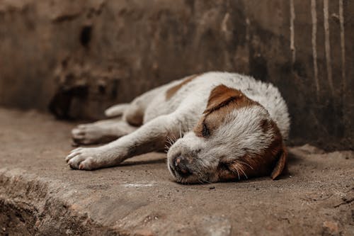 Free A Dog Lying on the Ground Stock Photo