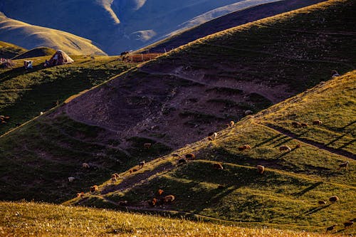 açık hava, arazi, büyükbaş hayvan sürüsü içeren Ücretsiz stok fotoğraf