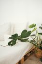 Green Leaf Plant in Brown Pot Inside Room