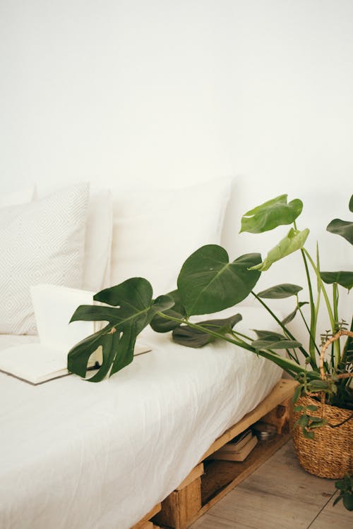 Free Green Leaf Plant in Brown Pot Inside Room Stock Photo