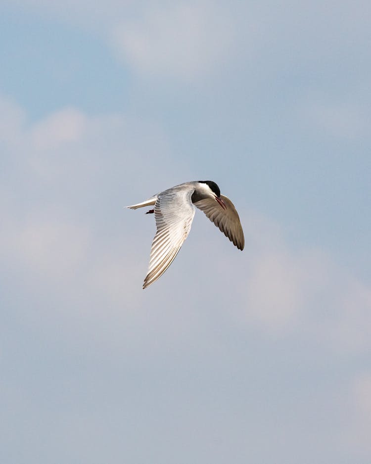 Tern Bird Flying