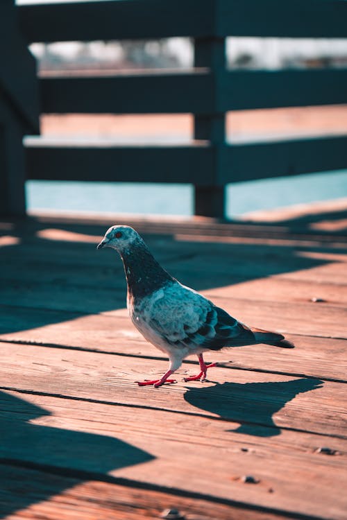 Pigeon on Wooden Pier