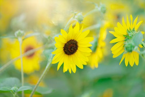 Selective Focus Photo of Blooming Sunflowers