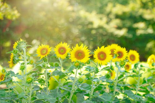 Free Yellow Sunflowers Stock Photo