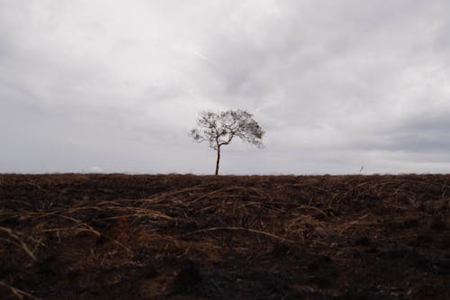Free stock photo of alone, fire, grass