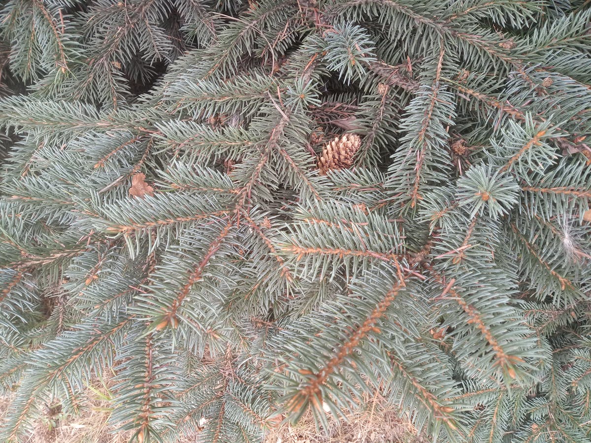 Neuroeconomics: Why Consumer Decisions Contradict Economic Theory