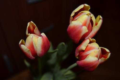 Free Close-up Photography of Tulips Stock Photo