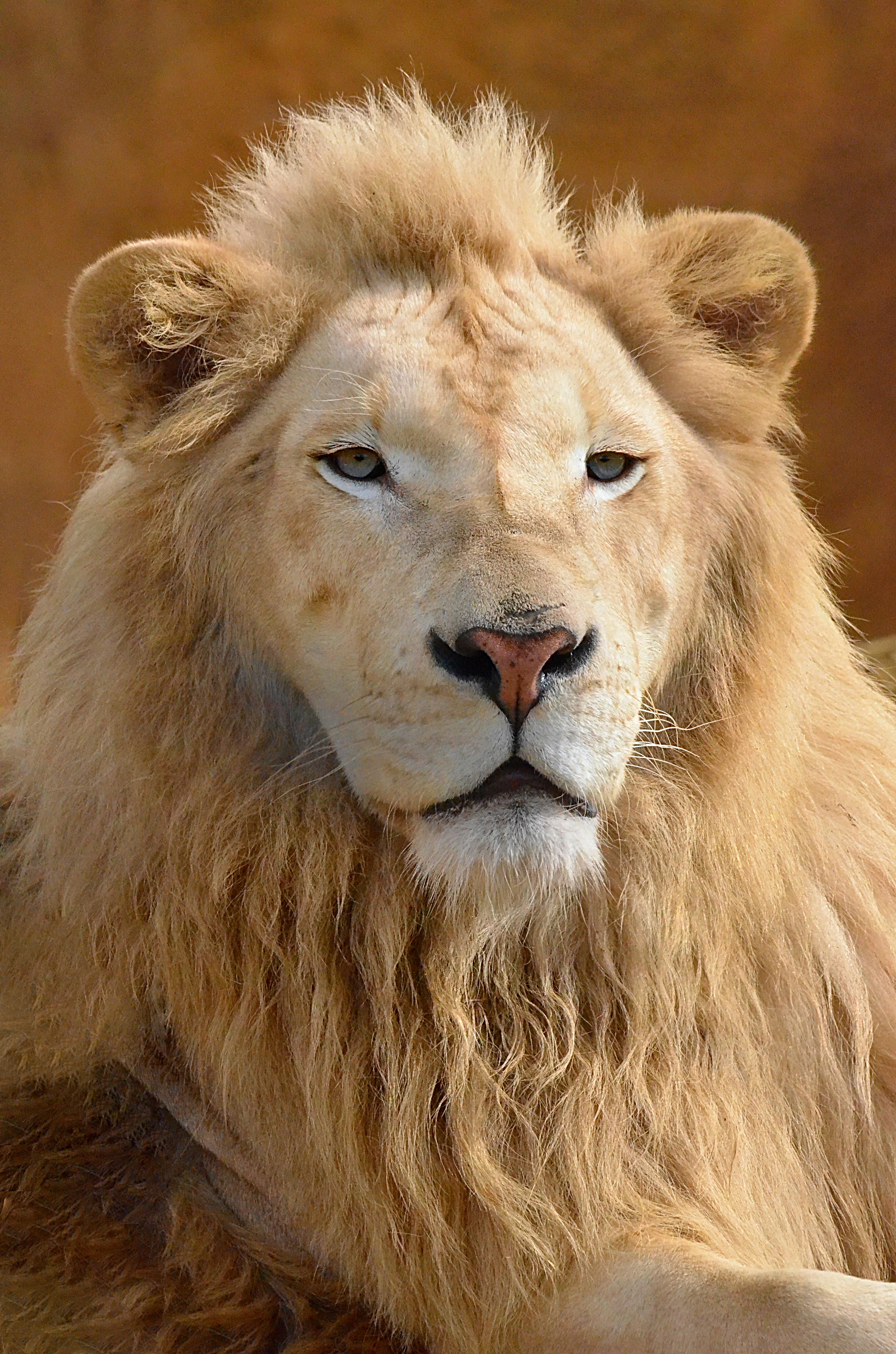 Bức ảnh sư tử đực nhe nanh và sự thật kinh hoàng phía sau  Báo Dân trí