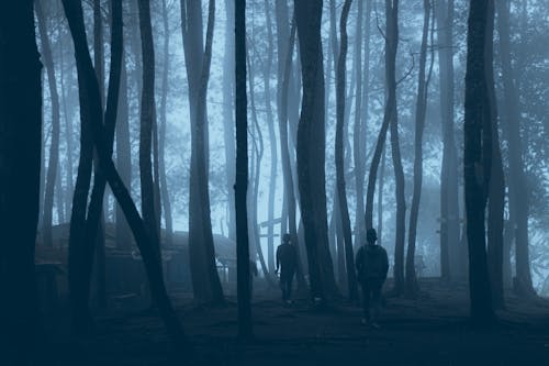 Silhouette of Two People Walking in a Foggy Forest