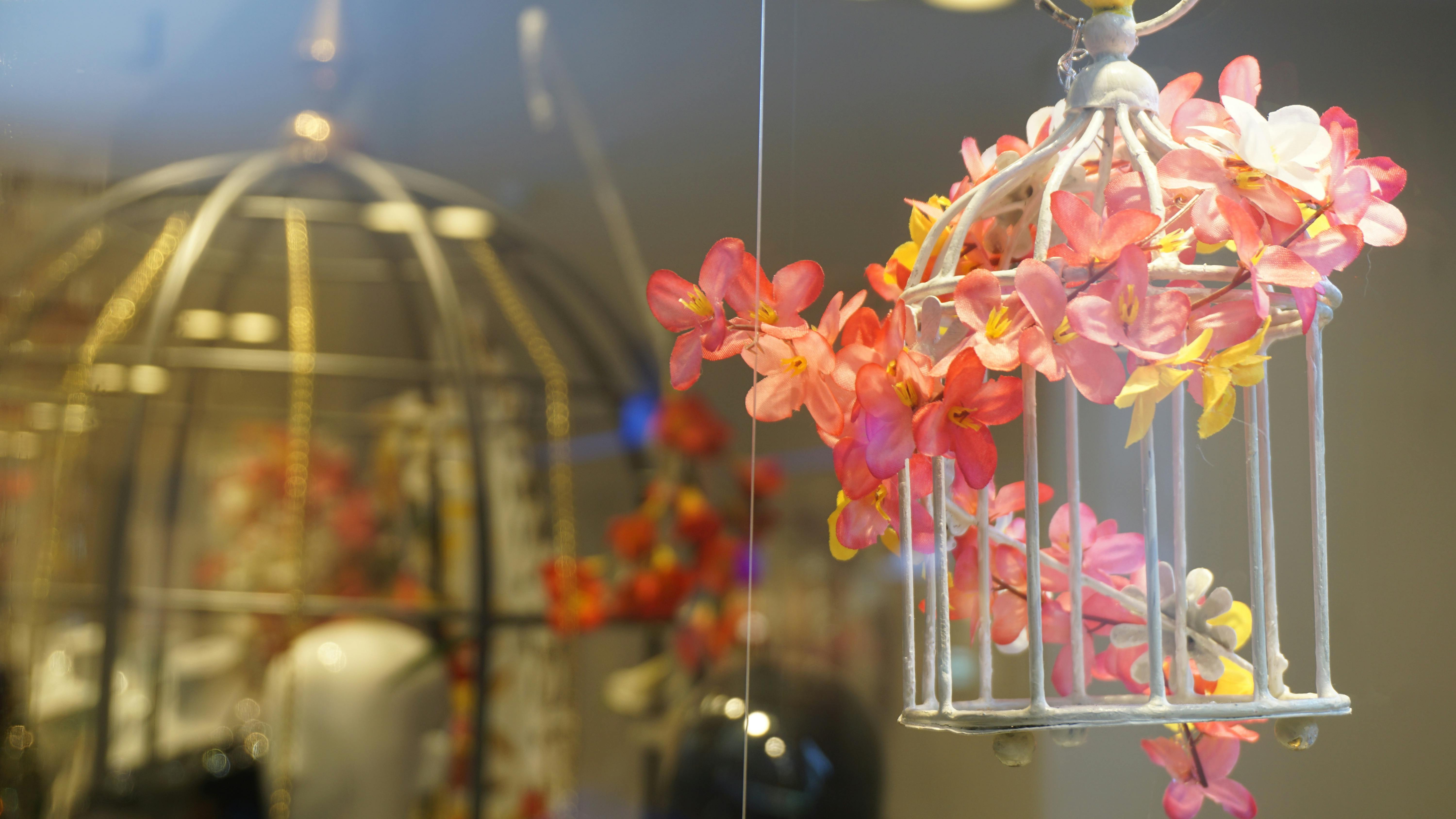 Free stock photo of flowers, interior decoration, orange