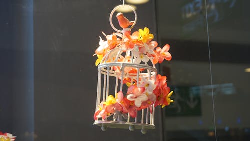 Ücretsiz Çiçekler, iç dekorasyon, Portakal içeren Ücretsiz stok fotoğraf Stok Fotoğraflar