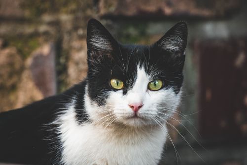 Free A cute black and white domestic cat with green eyes looking curiously outdoors. Stock Photo