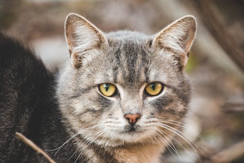 Kostenloses Stock Foto zu haustier, kätzchen, katze