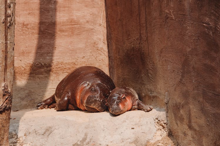 Hippos Resting On Sand