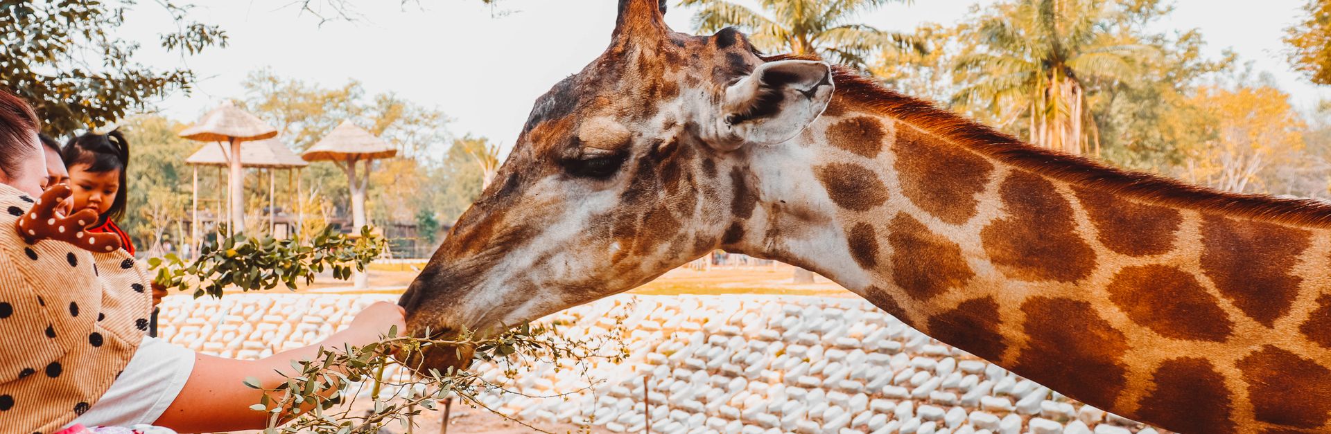 A young child feeds a giraffe in a zoo, creating a fun animal interaction.