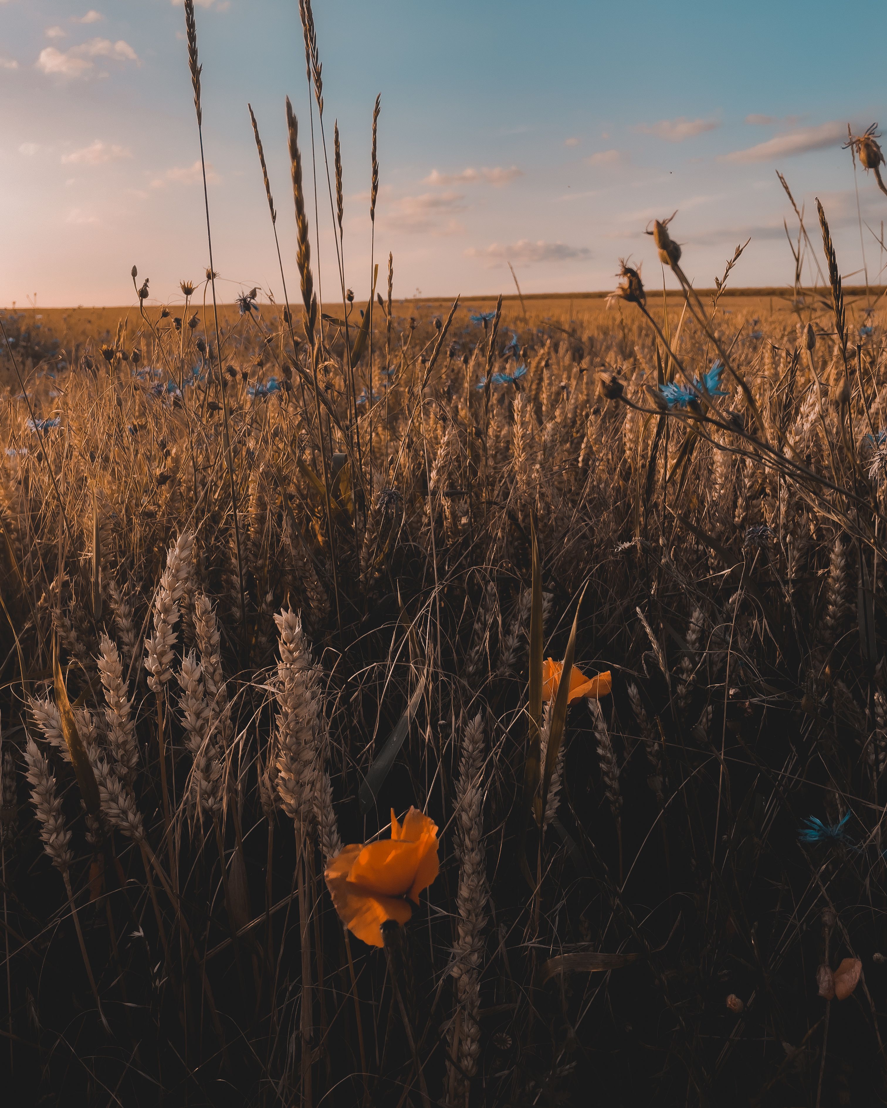 A serene golden wheat field in Germany with wildflowers and a stunning sunset sky.