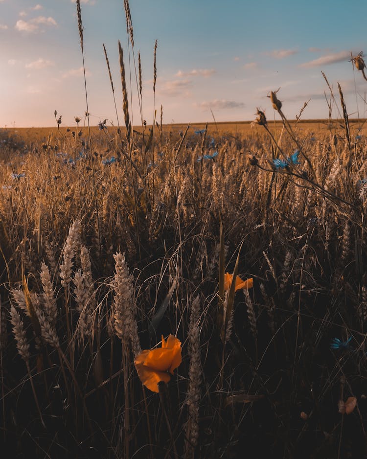 Flowers And Grain On Field