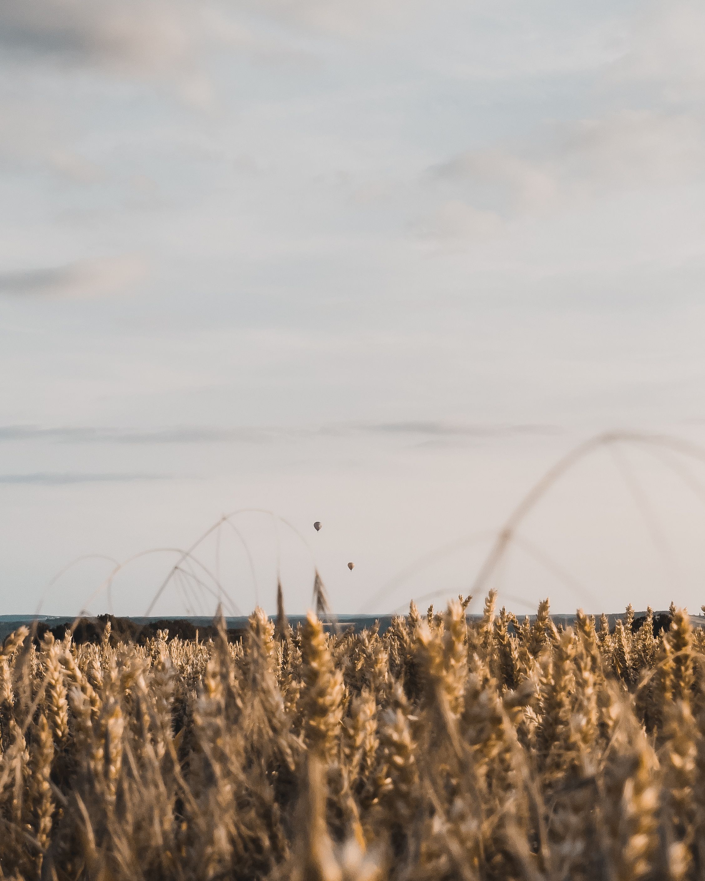 Golden wheat field with a dramatic sky, perfect for agricultural themes and nature backgrounds.