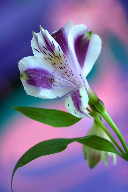Free Close-Up Shot of a Blooming Lily Stock Photo