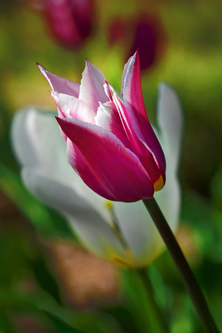 Close Up Of Pink Flower