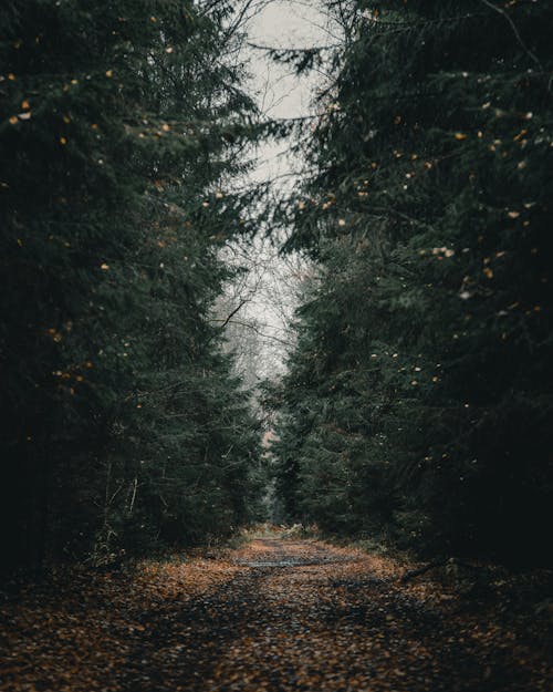 Trees around Dirt Road in Forest