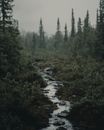 Green Trees Near River