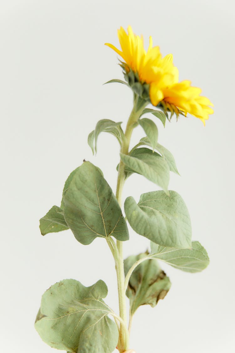 Close-Up Shot Of A Common Sunflower