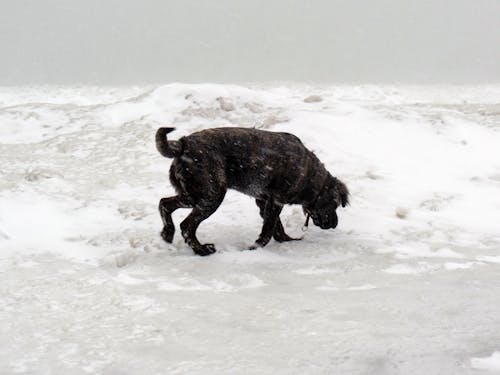 Free A Black Dog Walking on the Snow Stock Photo