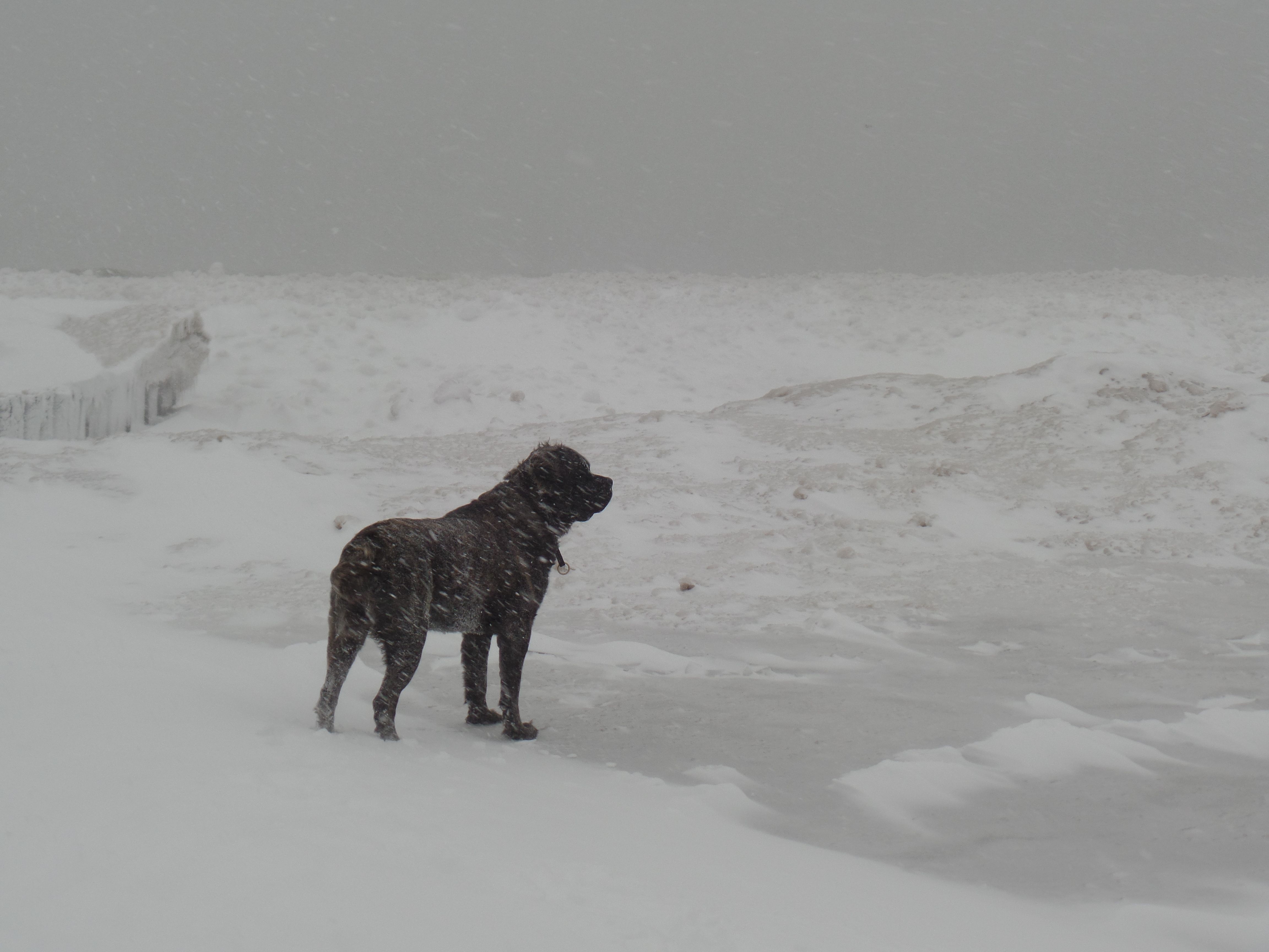 happy dog covered in snow during an early season storm