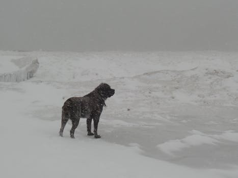 A solitary dog stands against a snowy backdrop during heavy snowfall.