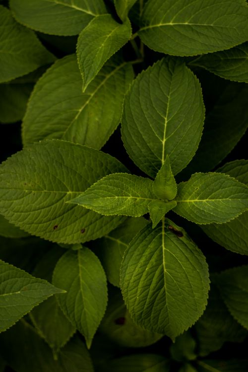 Free A detailed close-up of fresh green mint leaves. Ideal for culinary, nature, or herbal themes. Stock Photo