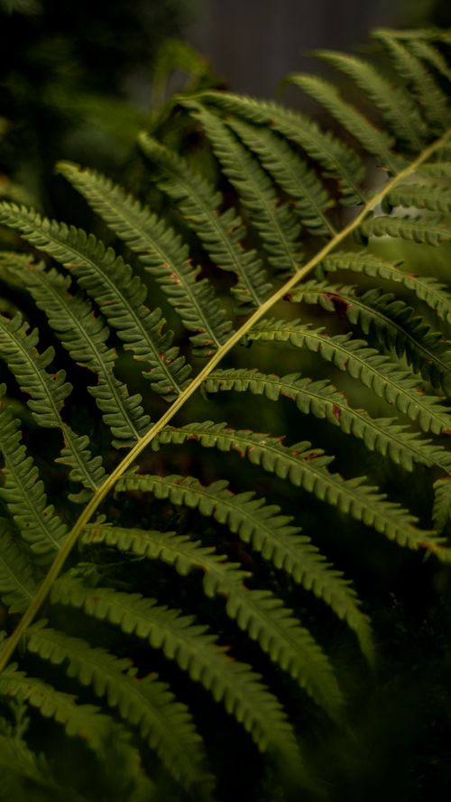 Free Detailed macro shot showcasing vibrant green fern leaves in natural light. Stock Photo