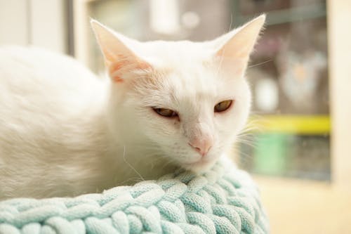 A White Cat on Its Bed