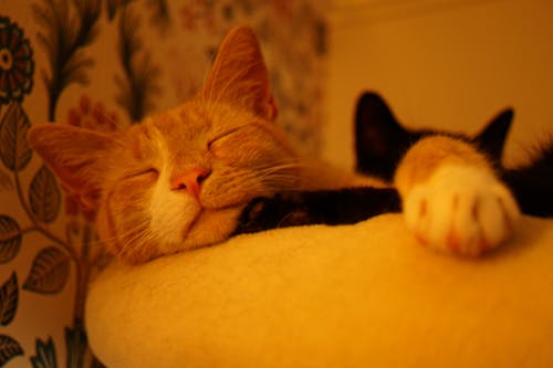 Free Бесплатное стоковое фото с кошки Stock Photo