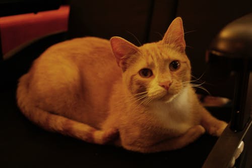 Free Бесплатное стоковое фото с кошка Stock Photo