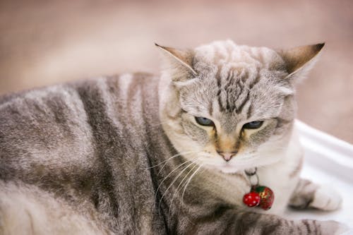Evcil Hayvan, kapatmak, kedi içeren Ücretsiz stok fotoğraf