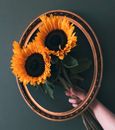 Lush yellow sunflowers in hand placed in wooden oval frame for picture on dark green background
