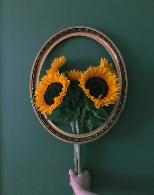 Set of tied bouquet of fresh blooming sunflowers in hand placed in picture frame on dark green background