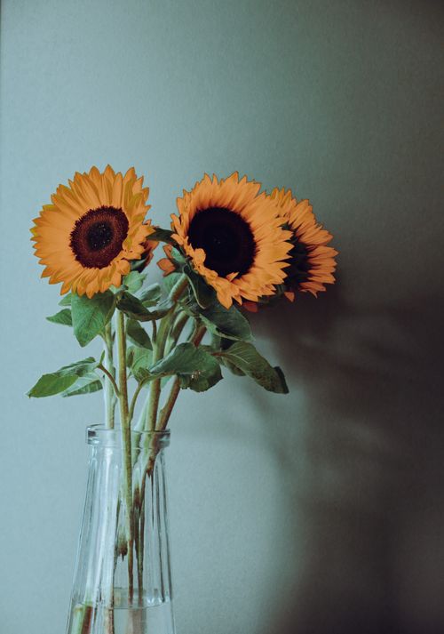 Free Transparent glass vase filled with pure water and bouquet of yellow blooming sunflowers on blue gray background Stock Photo