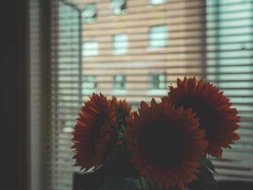 Blossoming bouquet of yellow sunflowers on windowsill in front of window blinds in dim light
