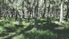 宁静的夏日森林里，阳光透过树梢，在郁郁葱葱的绿草上投下斑驳的阴影