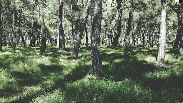 宁静的夏日森林里，阳光透过树梢，在郁郁葱葱的绿草上投下斑驳的阴影