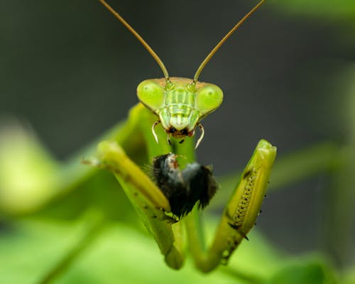 Gratis Foto stok gratis belalang sembah, fotografi makro, fotografi serangga Foto Stok