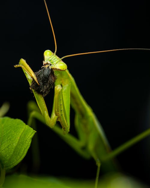 Základová fotografie zdarma na téma anténa, bezobratlí, divočina