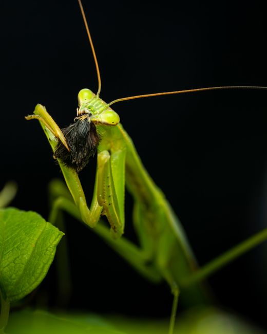pest control & exterminator service removal near me East Whittier pest control & exterminator service removal East Whittier