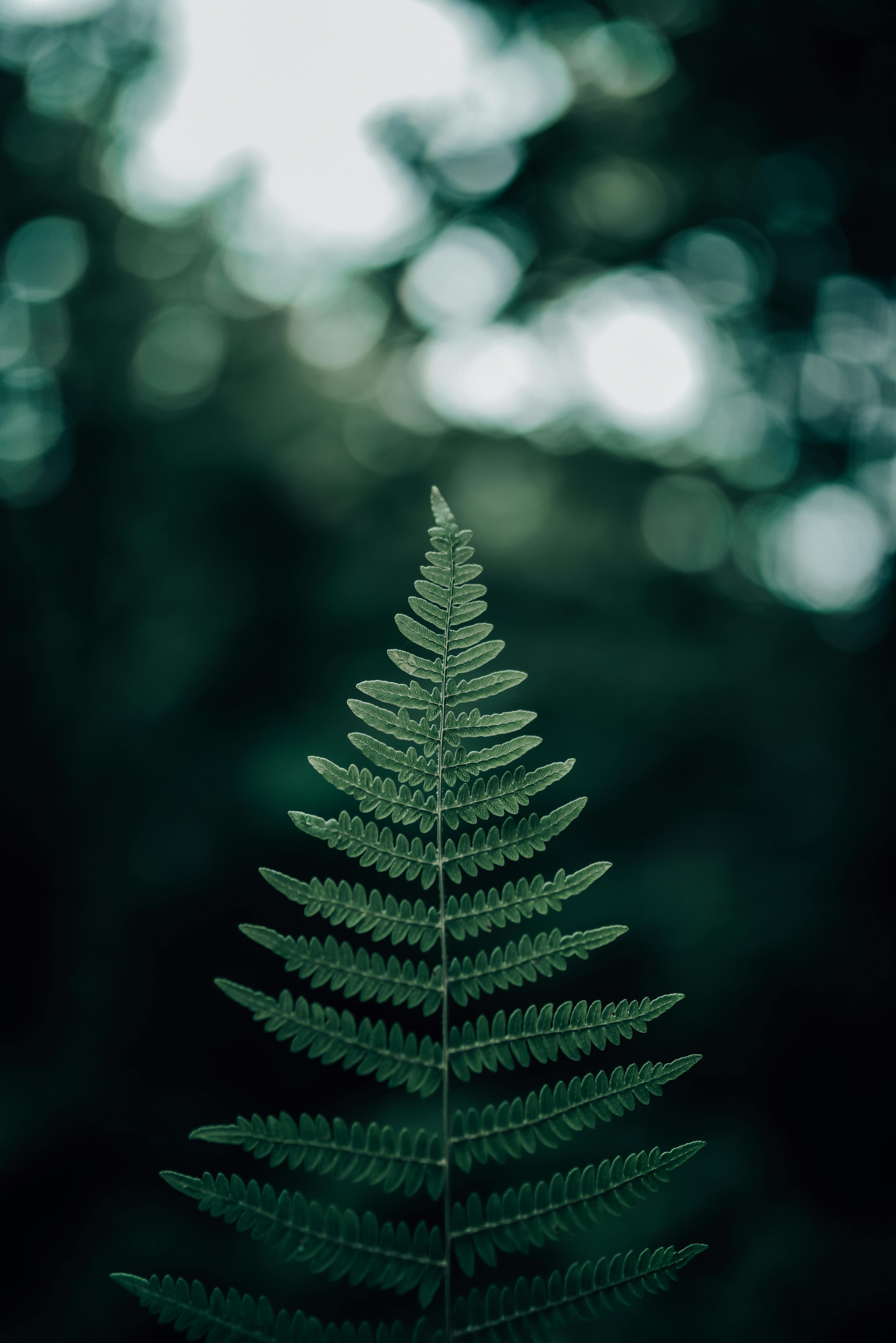 Elegant close-up of a fern leaf, showcasing intricate patterns and vivid green tones with a blurred bokeh background.